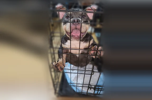 Lost dog, female, North Keystone Avenue, 1508, Chicago - photo