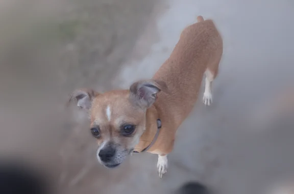 Lost dog, Goodyear - female — brown coat, pink and black collar - photo