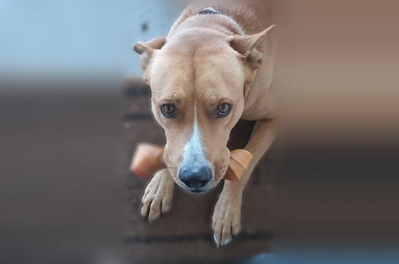 Lost dog, male, Trento Lane, Fallon - tan with white paws - photo