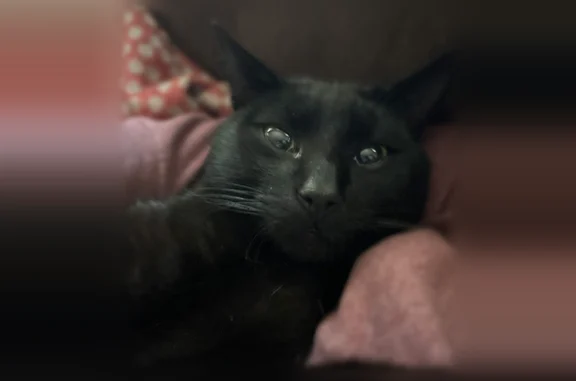 Lost cat, Pageland, South Carolina - male black cat - photo