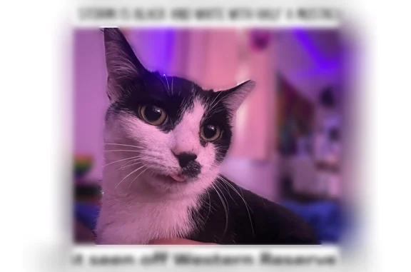 Lost cat, Western Reserve Road, 726, Crescent Springs - female, black and white, petite - photo