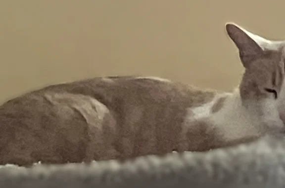 Lost cat, Atlin Street, 1903, Duarte - male, mid-size, white and tan-striped, 9 years old - photo