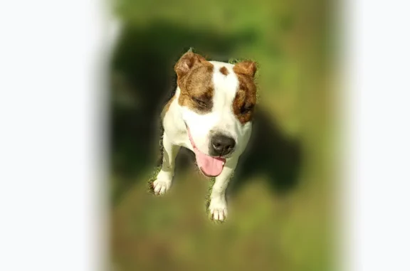 Found dog, Clearlake, Californ...