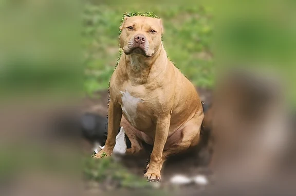 Lost dog, Clendenin, West Virginia, Brecksville - female, honey-colored with white chest - photo