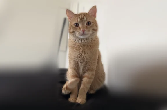 Lost and found pets Thornton, photo: Lost cat, West 100th Avenue, 2100, Thornton - male orange tabby