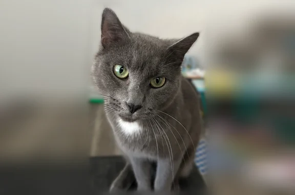 Lost cat, Douglas Street, West Warwick, Cranston - female, small grey, very shy - photo