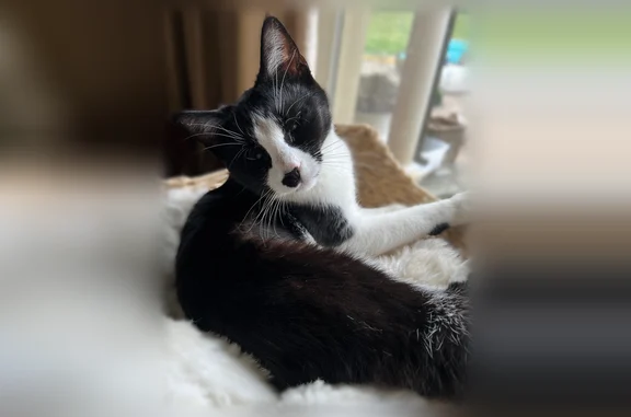 Lost and found pets Bartlett, photo: Lost cat, Alfred Drive, 3461, Memphis, Bartlett - female, small, 10 months, spayed