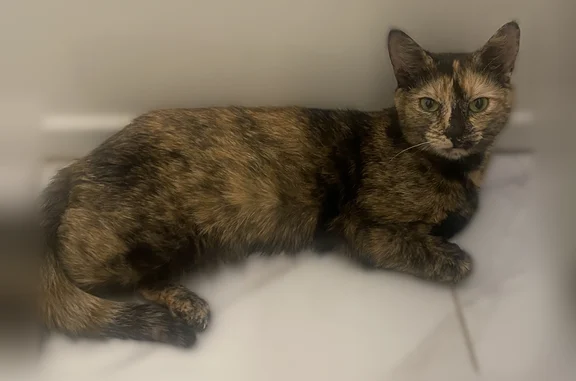 Lost cat, Grafton Street, 152, New York - female tortoiseshell with green eyes - photo
