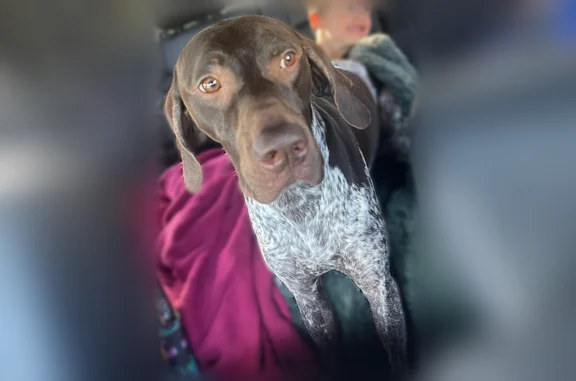 Lost dog, Hidden Cove Road, 878, Maggie Valley - male, friendly, tan collar - photo