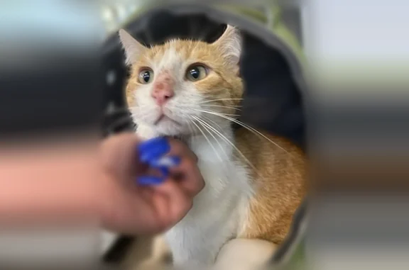 Lost and found pets San Antonio, photo: Lost cat, Huebner Road, San Antonio, San Antonio - white and orange, friendly, cut ear tip