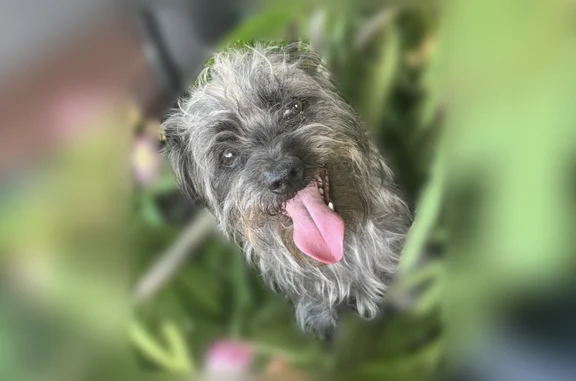 Lost and found pets New Orleans, photo: Lost dog, Annette Street, 4515, New Orleans - male