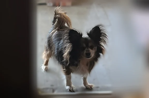 Lost dog, Lake Jodeco Road, 1518, Jonesboro - male - photo