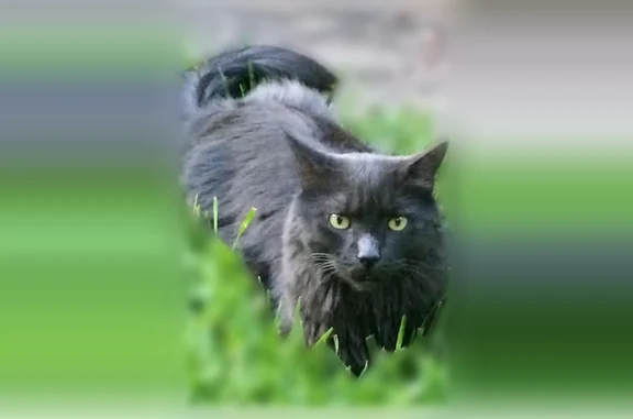 Lost cat, North 15th Street, 1509, Temple - male, gray long-haired, 8 years old - photo