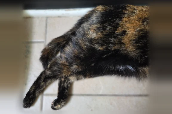 Lost and found pets Baltimore, photo: Found cat, Baltimore, Maryland - tortie, affectionate, vocal