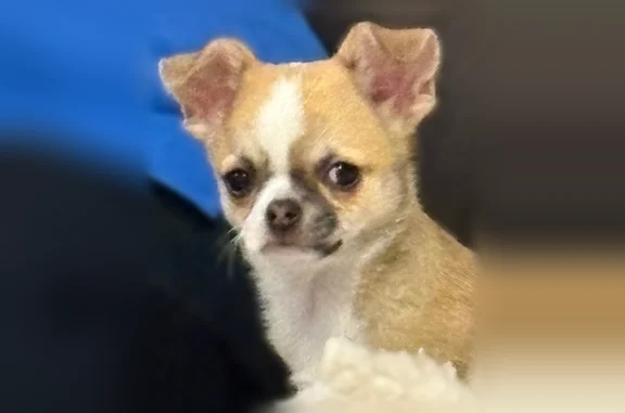 Lost dog, Elgin Street West, 245, Lyndonville - female Chihuahua puppy - photo