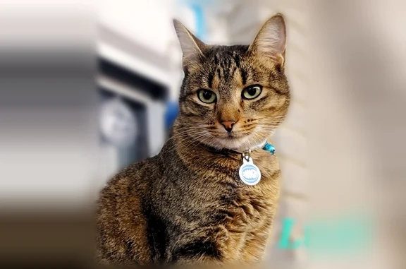 Lost pets Dallas, photo: Lost cat, Dallas, Texas - male