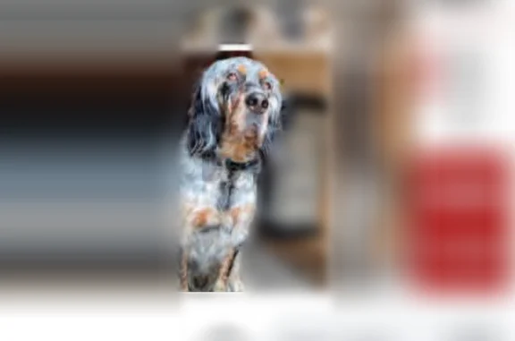 Lost dog, East Court Street, 7410, Davison - male - photo