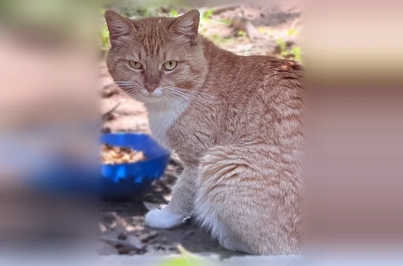 Lost and found pets Euless, photo: Found cat, Eastcliff Drive, 815, Euless - orange tabby