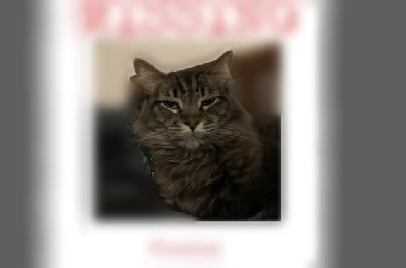 Lost cat, East 3000 South, 150, Bountiful - brown medium-haired tabby, green eyes - photo