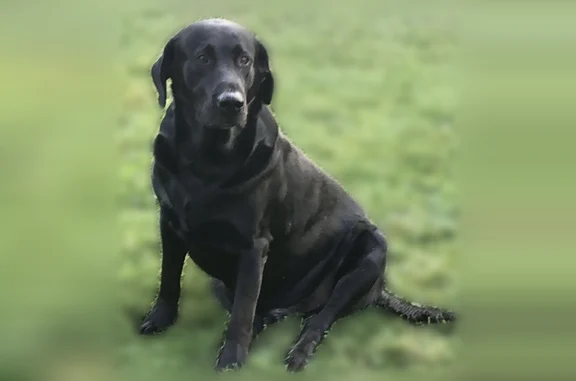 Lost dog, North Walnut Street, 603, Etna Green - big, black, 4 years old - photo