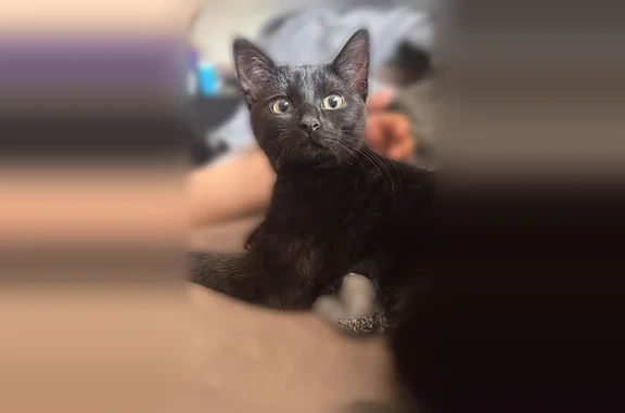 Lost cat, Malley Drive, Northglenn - black, shy - photo