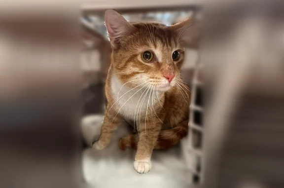 Lost and found pets Canal Winchester, photo: Found cat, Winchester Boulevard, Canal Winchester - male, 1-2 years old