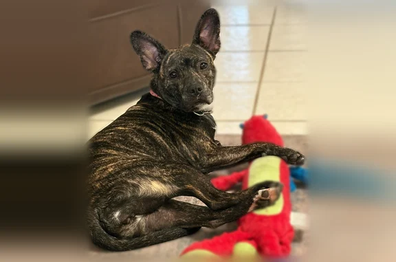 Missing dog Tacoma, photo: Lost dog, Phoenix, Arizona - female, brindle, medium-sized bull mix