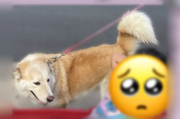 She is an outdoor dog so she might not look neat but she's very fluffy and friendly. She has grown with our daughters and they love her very much and will miss her if we don't find her. Golden brown and white coat and is wearing a brown collar.