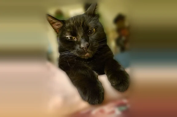 Lost and found pets Beaverton, photo: Lost cat, Southwest Teal Boulevard, 11659, Beaverton - black, chonky male