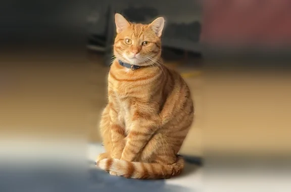 Lost cat, Kings Cove Drive, 10208, Merriam, Merriam - male orange tabby with distinct stripes - photo