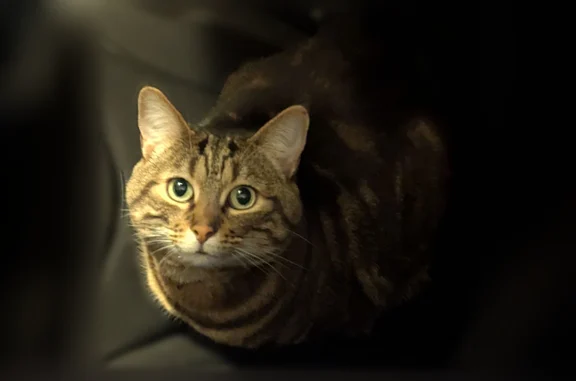 Lost cat, Southwest Holland Lane, Sherwood - male, large tabby, tiny hole in left ear tip - photo