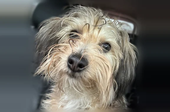 Lost dog, Noyes Street, 701, Utica - female - photo