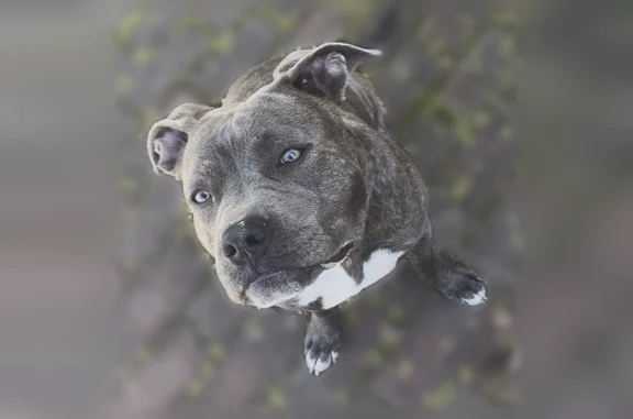 Lost dog, female, Earle Street, 31, Brockton - brindle with white chest - photo