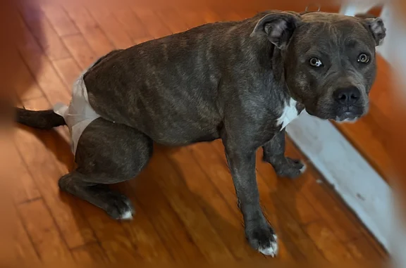 Missing dog Brockton, photo: Lost dog, female, Earle Street, 31, Brockton - brindle with white chest