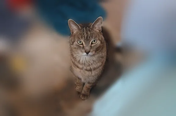 Missing cat Mancelona, photo: Lost cat, Riverdale Street, 408, Mancelona Township, Mancelona - male tabby