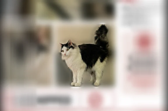 Lost cat, Randleman, North Carolina - male, long-haired, black and white, yellow eyes - photo