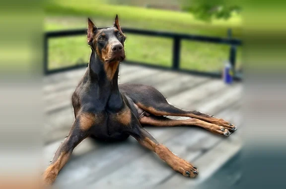 Lost dog, Coxville, Tennessee, Gadsden - male - photo