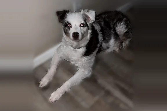 Lost dog, Mission Road, 2100, York - female, red merle, 2 blue eyes - photo