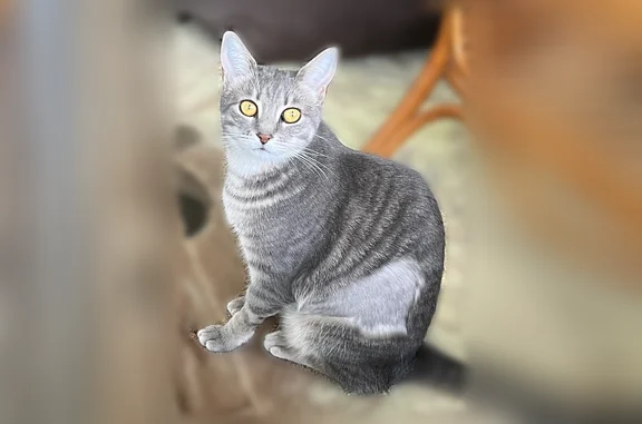 Lost and found pets West Jefferson, photo: Lost cat, Dixon Drive, 6202, Raleigh, West Jefferson - female - gray tabby, 2 years old, microchipped