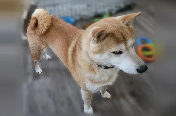 Lost dog, male, Ridge Road, Brooklyn - brown and white, friendly - photo