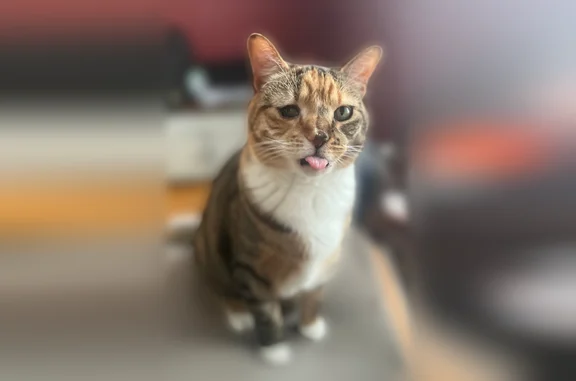Lost cat, Kingstown Road, 1298, Peacedale, Kingston - female tabby, right eye partially closed - photo