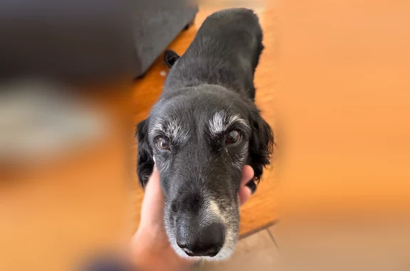 Lost dog, South 1420 West, 729, Orem - female - photo