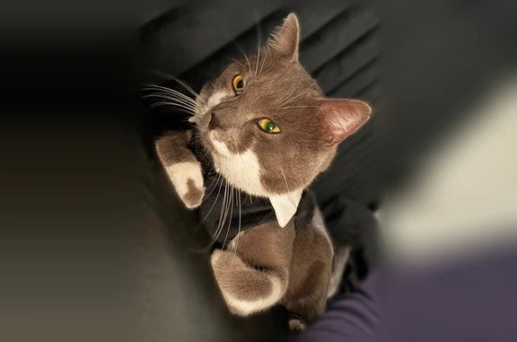 Lost and found pets San Antonio, photo: Lost cat, Branding Iron Drive, 15123, San Antonio - male, gray and white with green eyes