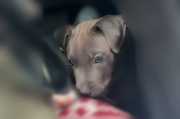 Lost dog, 7th Street, 2400, Kansas City - male pitbull - photo
