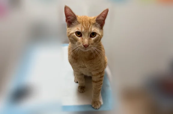 Lost cat, North Fuchsia Avenue, 903, Ontario - male, friendly young orange short-haired cat - photo