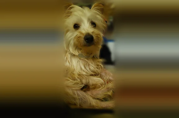 Found dog Beech Grove, photo: Found dog, North 7th Avenue, 38, Beech Grove - male, no collar