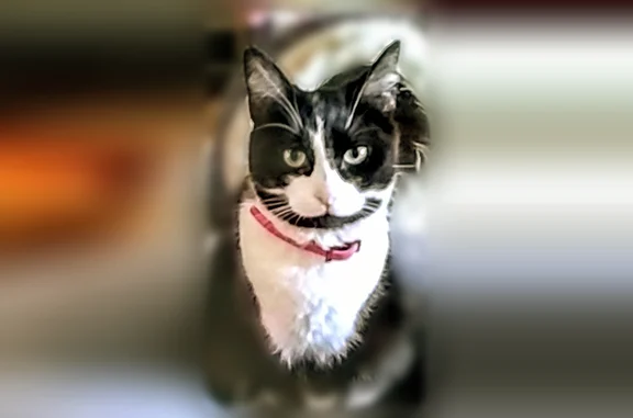Animaux perdus Bruay-la-Buissière, photo: Chat perdu, Rue de la Saintonge, Bruay-la-Buissière - chatte noire et blanche, collier anti-puces vert