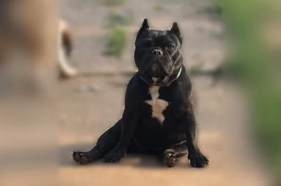 Lost dog, Graham, Oklahoma, Schaumburg - female, small black shorty bull, cropped ears, no tail - photo