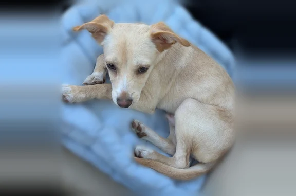 Lost dog, male, North Alafaya Trail, 570, Orlando - blue collar and leash attached - photo