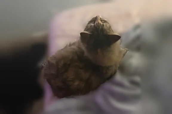 Lost cat, King, North Carolina, Mount Airy - female, fluffy brown and black coat - photo